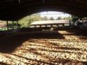 Haras Rancho Coyote