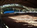 Haras Rancho Coyote